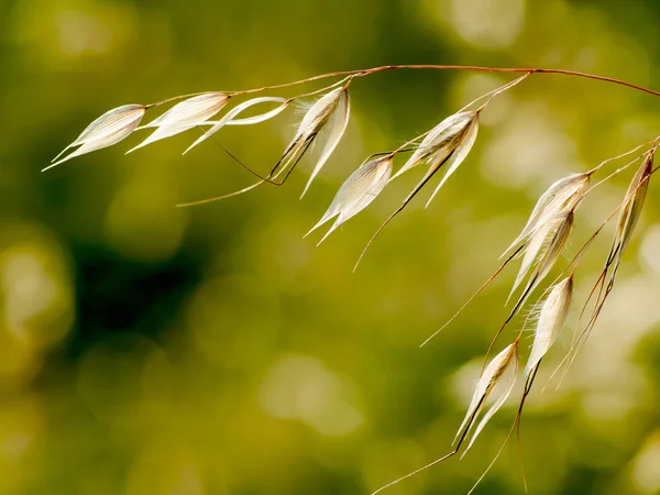 Tallos Avena Con Espigas — Foto de Stock