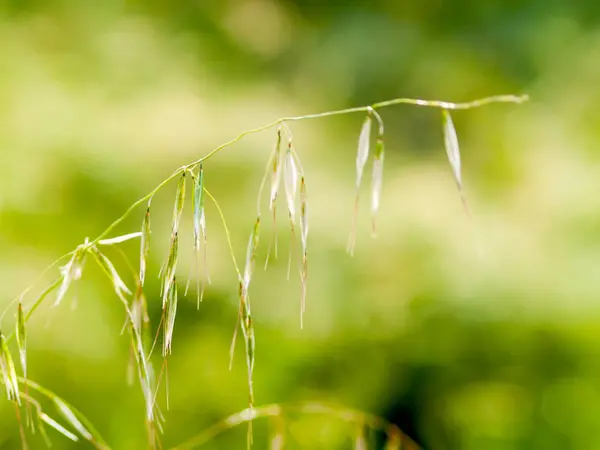 Tallos Avena Con Espigas — Foto de Stock