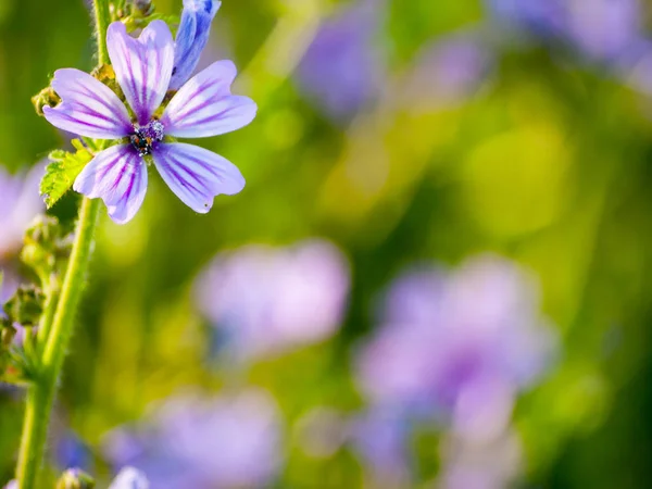 Весняні Квіти Полі — стокове фото