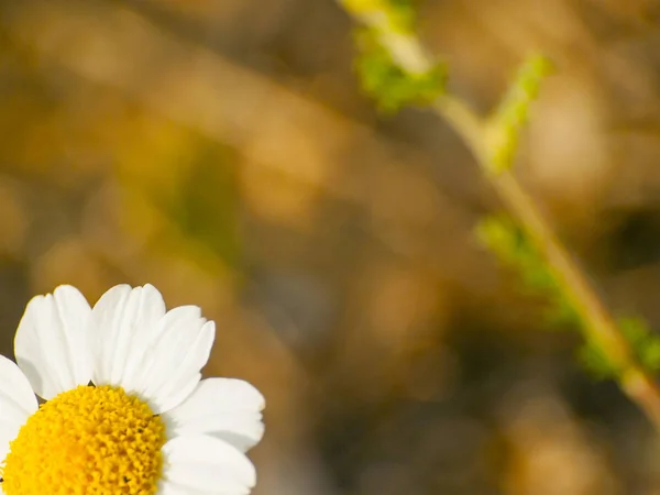 Mooie Zomer Bloem Kamille Close — Stockfoto