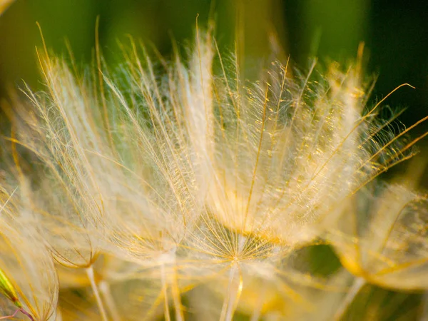 美しいタンポポの植物クローズアップ — ストック写真