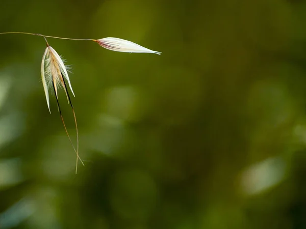 Tallos Avena Con Espigas — Foto de Stock