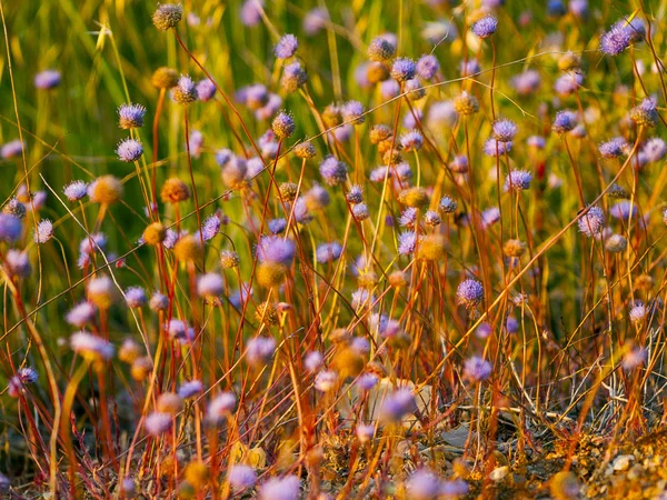 close up of Wildflower field in springtime at daytime