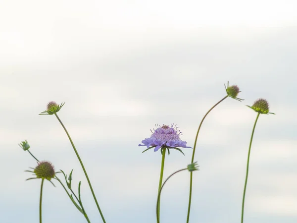 Lente Wilde Bloemen Het Veld — Stockfoto