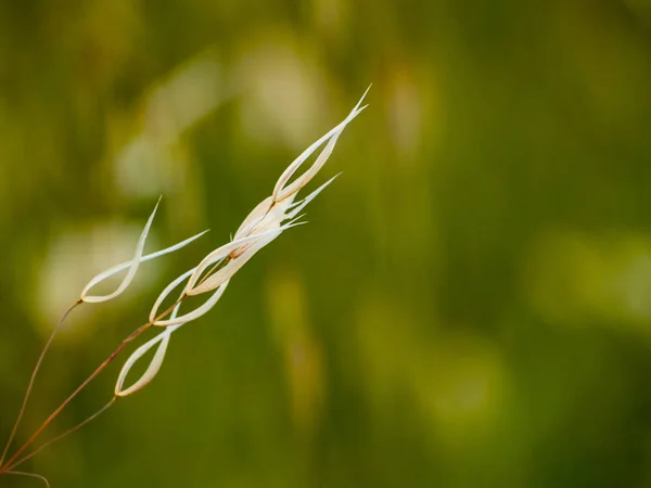 Stems Oats Spikes — Stock Photo, Image