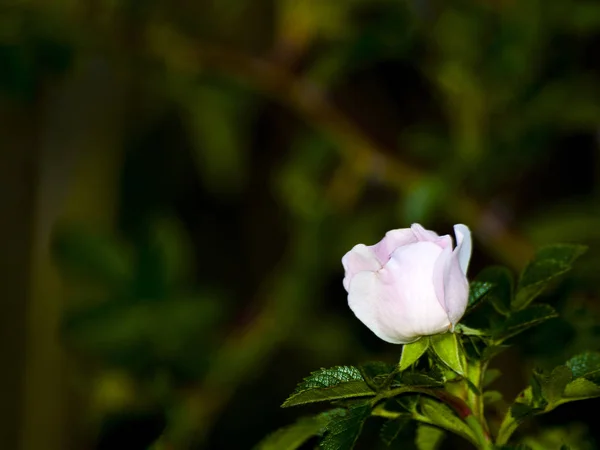 Primer Plano Rosa Primavera Jardín Durante Día — Foto de Stock