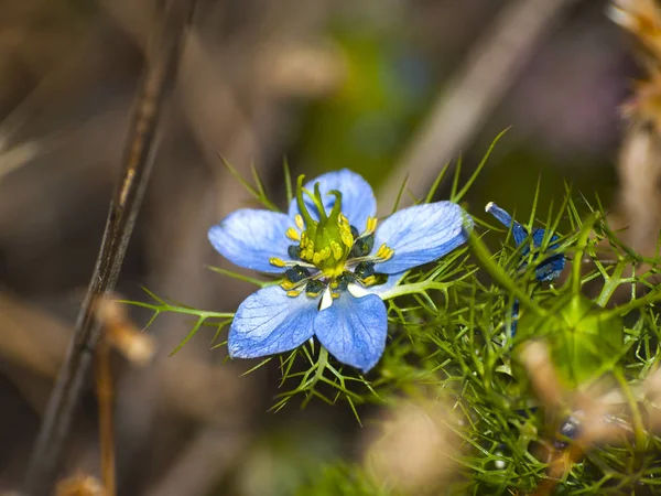 Primer Plano Wildflower Primavera Durante Día — Foto de Stock