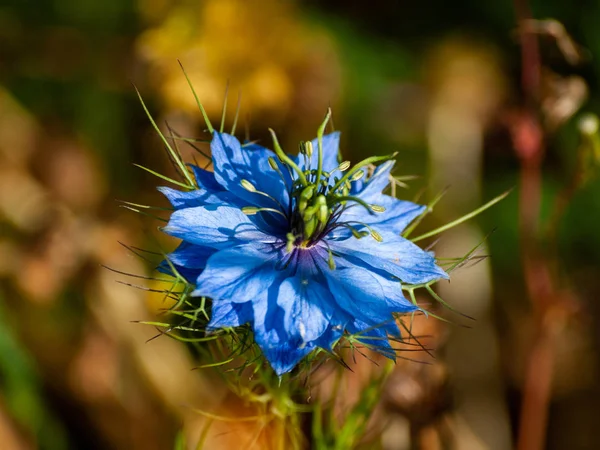 Bahar gündüz, kır çiçeği yakın çekim 