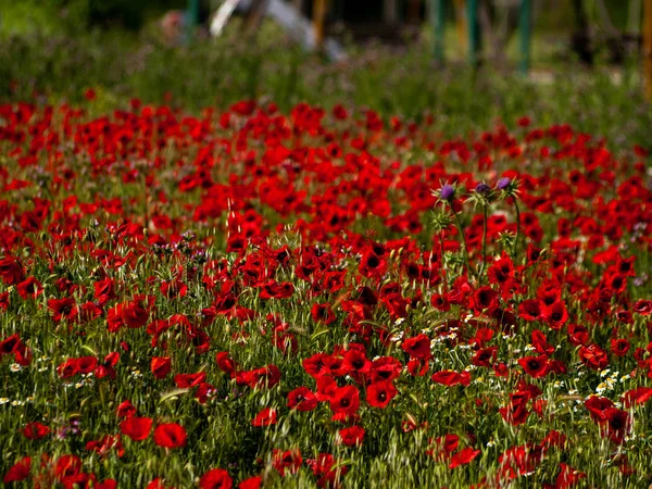 Descriptie Lente Salamanca Spanje — Stockfoto