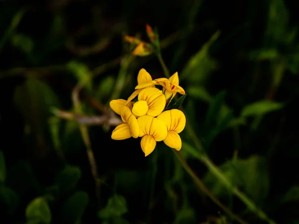 Close Wildflower Spring Daytime — стоковое фото