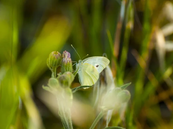 Pillangó Vadon Élő Növény Természet — Stock Fotó