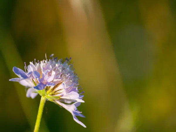 Close Wildflower Primavera Durante Dia — Fotografia de Stock