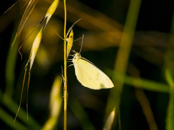 蝶と野生の植物 — ストック写真