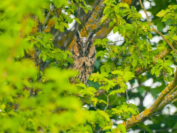 Close Van Uil Zittend Boom Overdag — Stockfoto