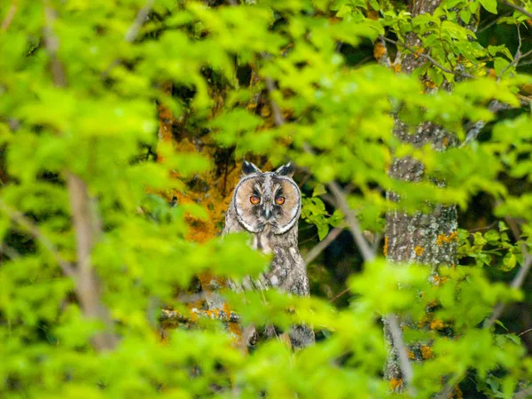 Close Owl Sitting Tree Daytime — Stock Photo, Image