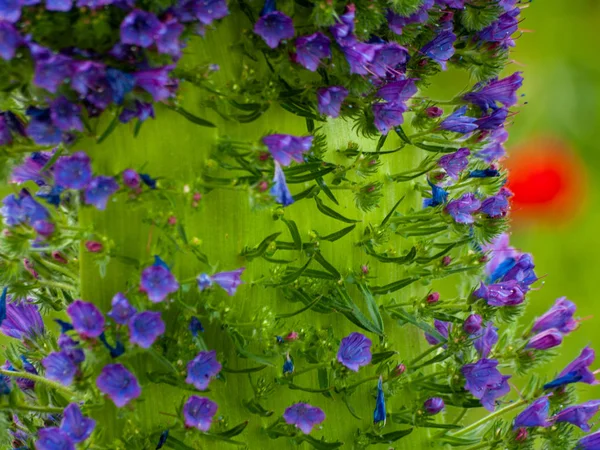 Fleurs Sauvages Printanières Dans Champ — Photo