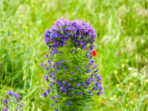 Lente Wilde Bloemen Het Veld — Stockfoto