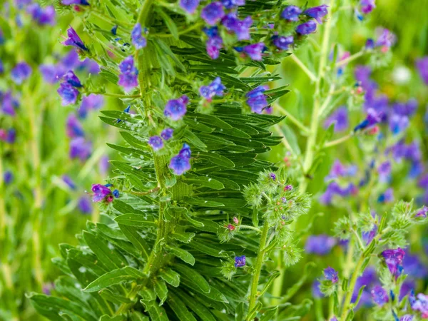 Fleurs Sauvages Printanières Dans Champ — Photo