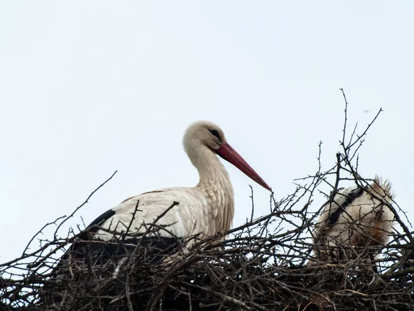 Stork in her nest — Stock Photo, Image
