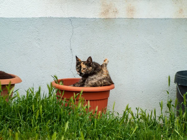 Gatto Domestico Nel Villaggio — Foto Stock