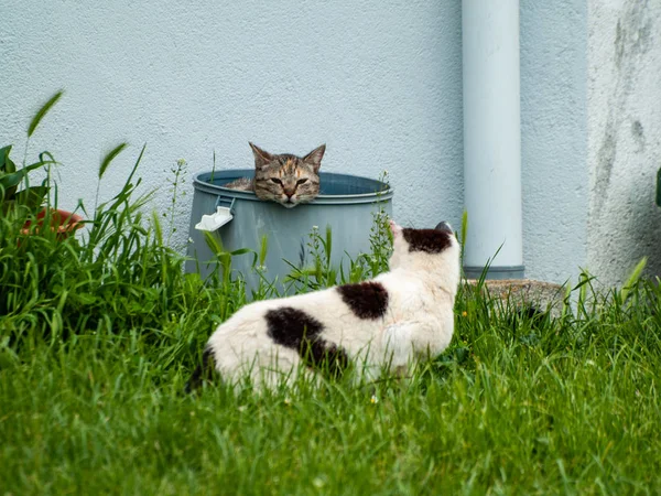 Gatos Domésticos Aldeia — Fotografia de Stock