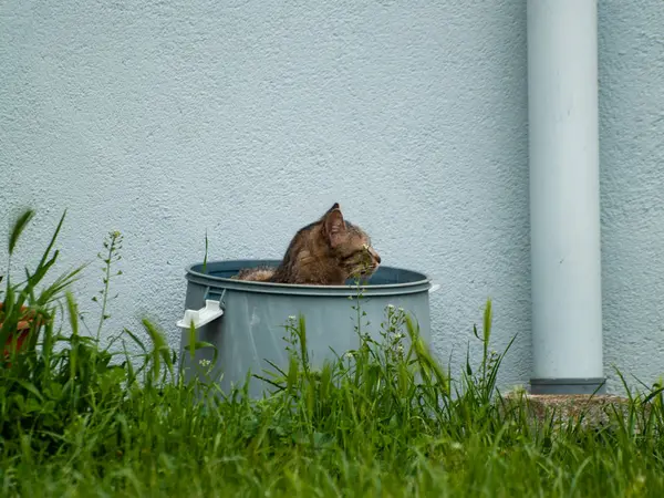 Binnenlandse Kat Het Dorp — Stockfoto