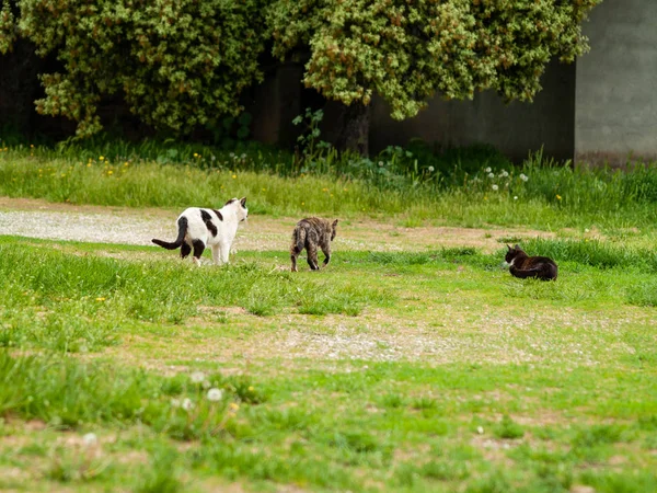 Chats Domestiques Dans Village — Photo