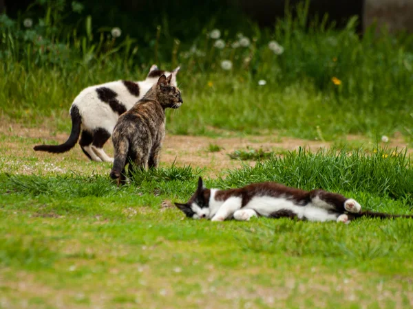 Gatos Domésticos Aldeia — Fotografia de Stock