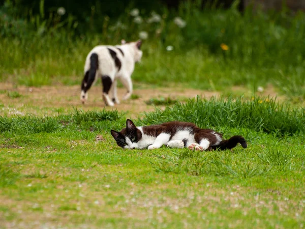 Chats Domestiques Dans Village — Photo