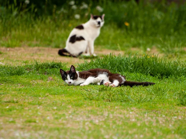 Chats Domestiques Dans Village — Photo