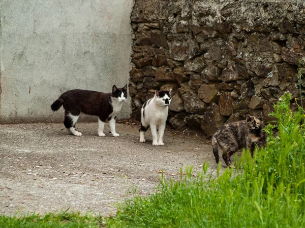 Domácí Kočky Vesnici — Stock fotografie