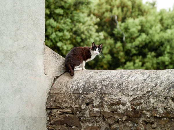 Домашняя Кошка Деревне — стоковое фото