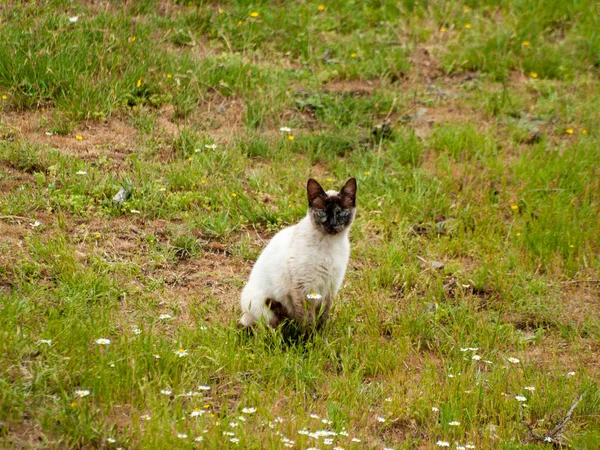 Gatto Domestico Nel Villaggio — Foto Stock