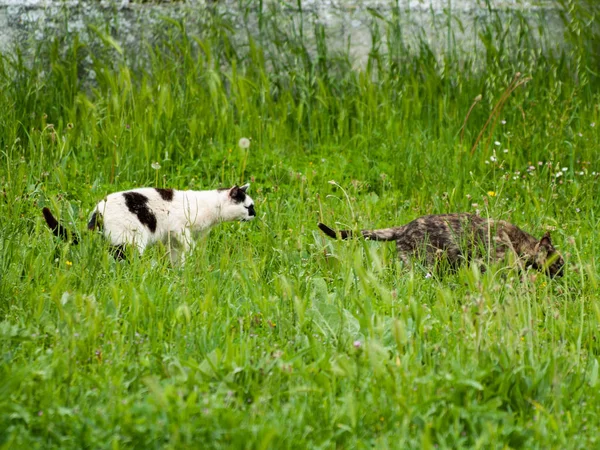 Chats Domestiques Dans Village — Photo