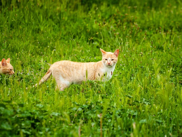 Gato Doméstico Pueblo — Foto de Stock