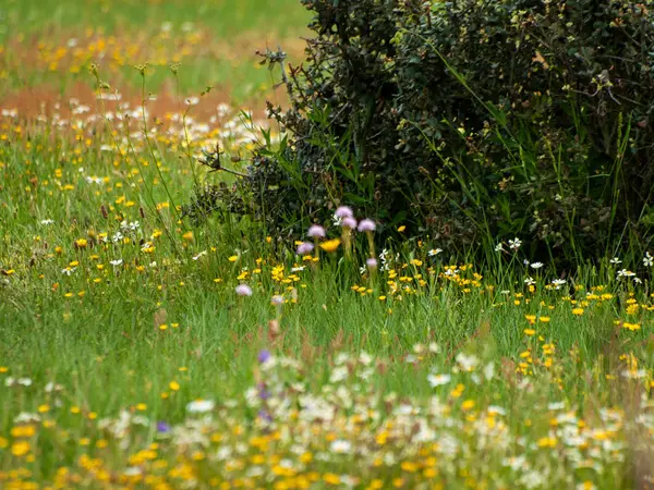 Spring Wildflowers Field — Stock Photo, Image