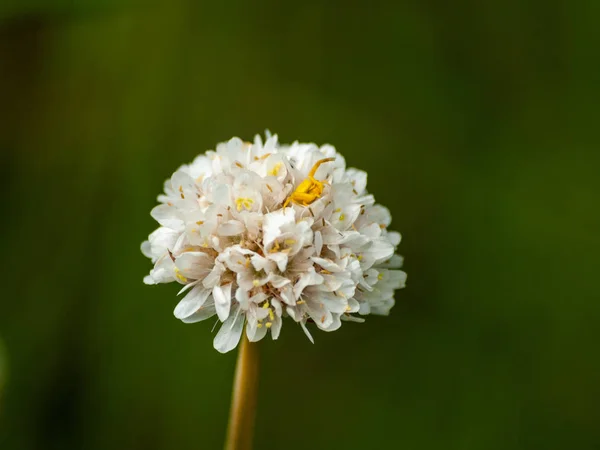 Bela Flor Verão Florescendo Perto — Fotografia de Stock