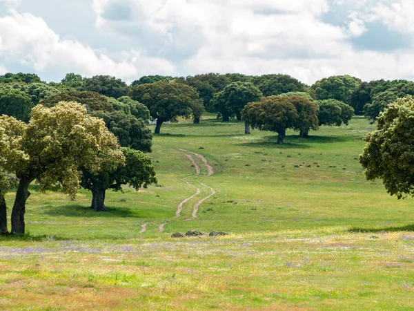 Beautiful Landscape Countryside Spain — Stock Photo, Image
