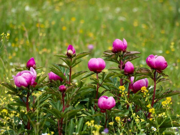 Close Pink Flowers Springtime Outdoors — Stock Photo, Image