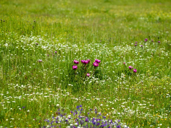 Nahaufnahme Von Rosa Blüten Frühling Freien — Stockfoto