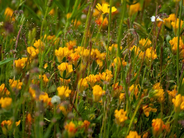 Frühlingswildblumen Auf Dem Feld — Stockfoto