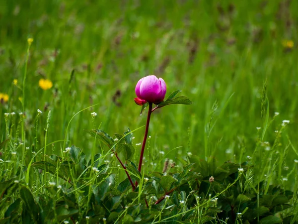 Close Pink Flower Springtime Outdoors — Stock Photo, Image