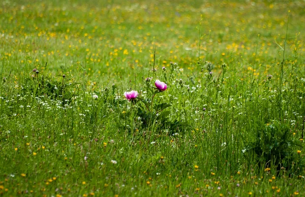 Flores Silvestres Primavera Campo — Fotografia de Stock