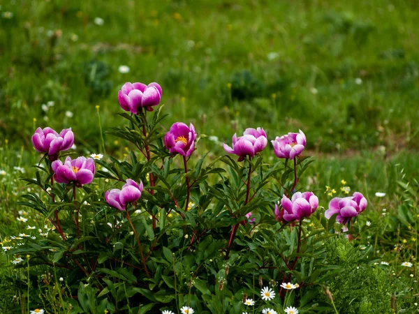 Close Pink Flowers Springtime Outdoors — Stock Photo, Image