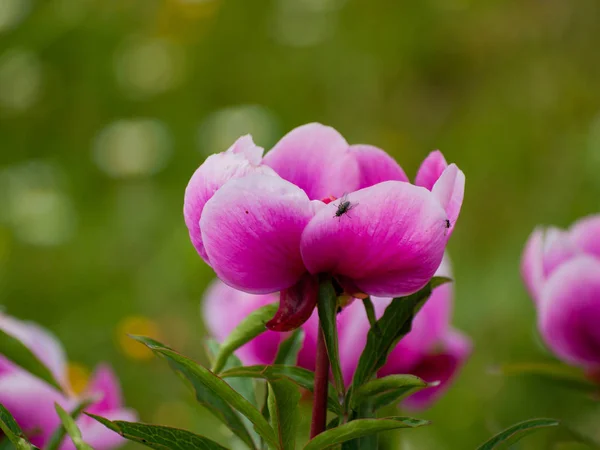 Κοντινό Πλάνο Του Ροζ Λουλούδι Άνοιξη Εξωτερικούς Χώρους — Φωτογραφία Αρχείου