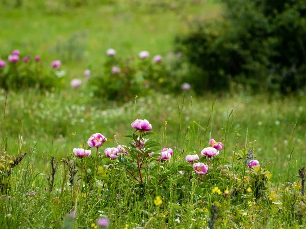 Spring Wildflowers Field — Stock Photo, Image