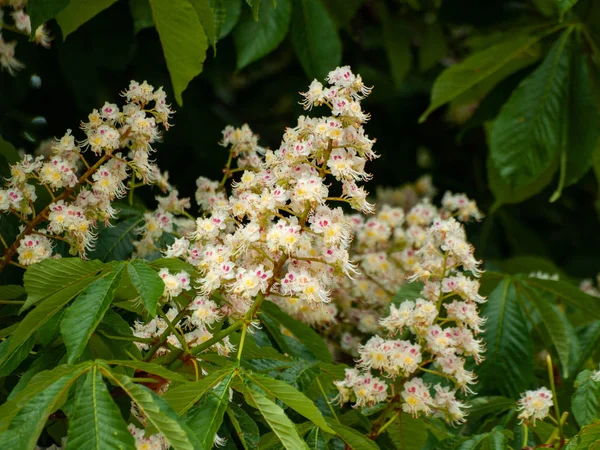 güzel çiçekaçan kestane ağacı yakın