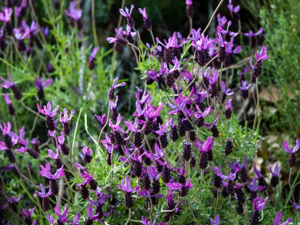 Fleurs Sauvages Printanières Dans Champ — Photo