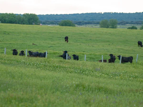 Herd Cows Grazing Farm Spain Agriculture — Stock Photo, Image