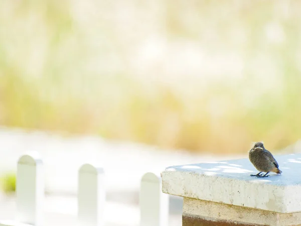 Vogel Sitzt Auf Dem Zaun — Stockfoto